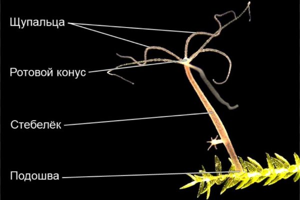 Можно вывести деньги с кракена