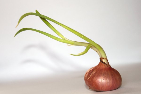 Кракен ссылка onion