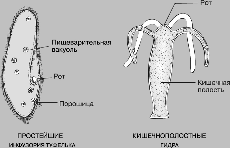 Как вывести деньги с кракена